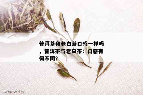 普洱茶和老白茶口感一样吗，普洱茶与老白茶：口感有何不同？