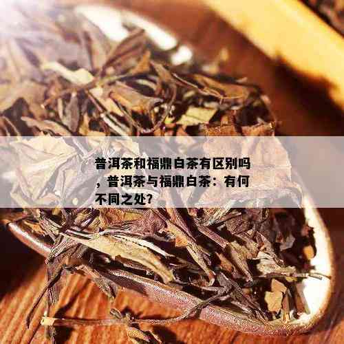 普洱茶和福鼎白茶有区别吗，普洱茶与福鼎白茶：有何不同之处？