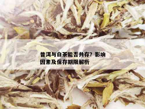 普洱与白茶能否共存？影响因素及保存期限解析