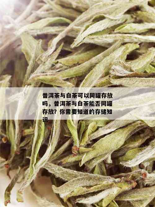 普洱茶与白茶可以同罐存放吗，普洱茶与白茶能否同罐存放？你需要知道的存储知识