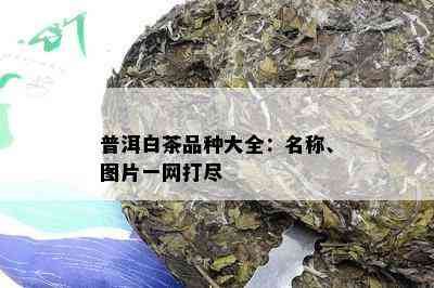 普洱白茶品种大全：名称、图片一网打尽