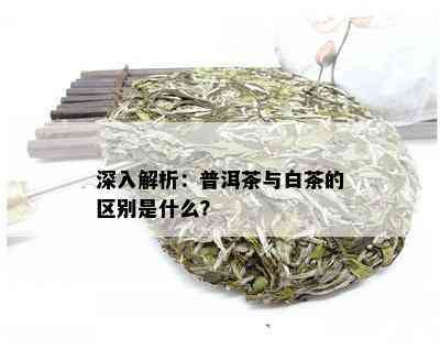 深入解析：普洱茶与白茶的区别是什么？