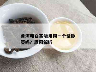 普洱和白茶能用同一个紫砂壶吗？原因解析