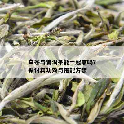 白茶与普洱茶能一起煮吗？探讨其功效与搭配方法