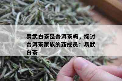 易武白茶是普洱茶吗，探讨普洱茶家族的新成员：易武白茶