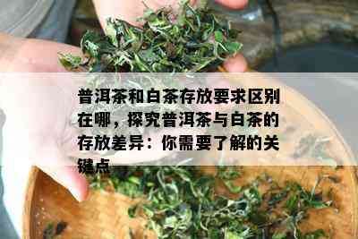 普洱茶和白茶存放要求区别在哪，探究普洱茶与白茶的存放差异：你需要了解的关键点