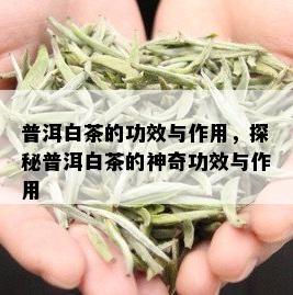 普洱白茶的功效与作用，探秘普洱白茶的神奇功效与作用