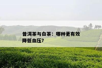 普洱茶与白茶：哪种更有效降低血压？