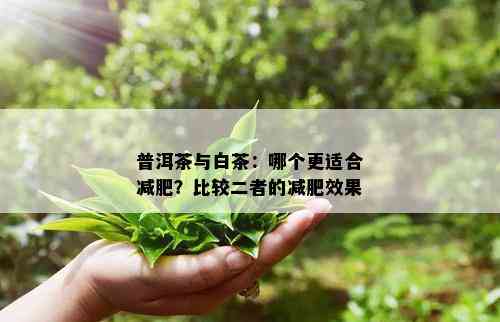 普洱茶与白茶：哪个更适合减肥？比较二者的减肥效果