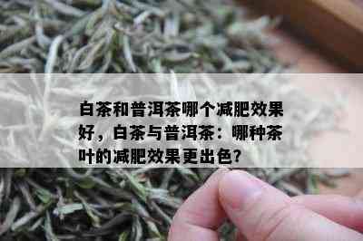 白茶和普洱茶哪个减肥效果好，白茶与普洱茶：哪种茶叶的减肥效果更出色？