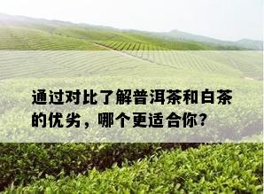 通过对比了解普洱茶和白茶的优劣，哪个更适合你?