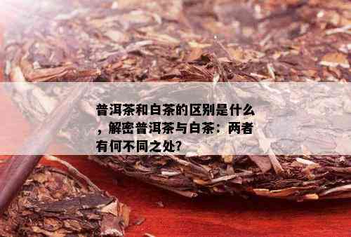 普洱茶和白茶的区别是什么，解密普洱茶与白茶：两者有何不同之处？