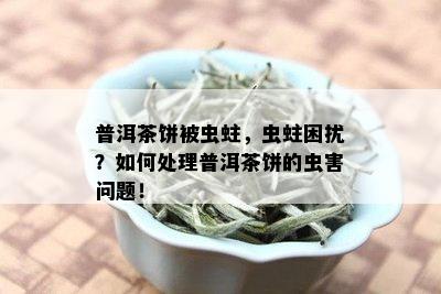 普洱茶饼被虫蛀，虫蛀困扰？如何处理普洱茶饼的虫害问题！