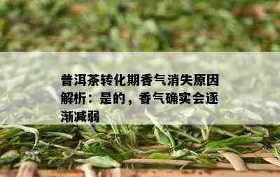 普洱茶转化期香气消失原因解析：是的，香气确实会逐渐减弱