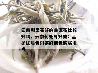 云南哪里买好的普洱茶比较好喝，云南何处寻好普：品鉴优质普洱茶的更佳购买地点