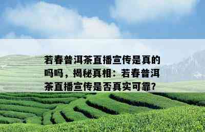 若春普洱茶直播宣传是真的吗吗，揭秘真相：若春普洱茶直播宣传是否真实可靠？