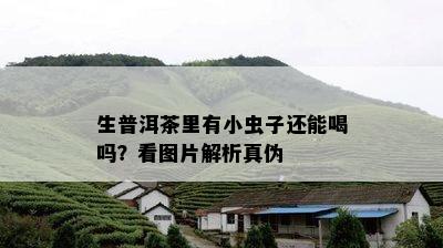 生普洱茶里有小虫子还能喝吗？看图片解析真伪