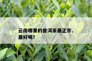 云南哪里的普洱茶最正宗、更好喝？