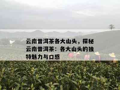 云南普洱茶各大山头，探秘云南普洱茶：各大山头的独特魅力与口感