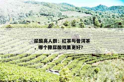 尿酸高人群：红茶与普洱茶，哪个降尿酸效果更好？