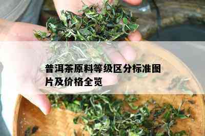 普洱茶原料等级区分标准图片及价格全览