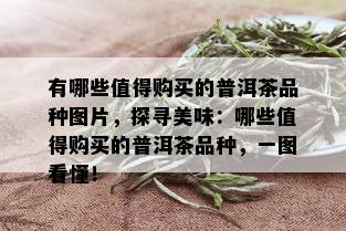 有哪些值得购买的普洱茶品种图片，探寻美味：哪些值得购买的普洱茶品种，一图看懂！