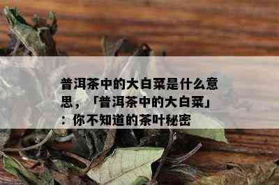 普洱茶中的大白菜是什么意思，「普洱茶中的大白菜」：你不知道的茶叶秘密