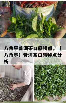 八角亭普洱茶口感特点，【八角亭】普洱茶口感特点分析