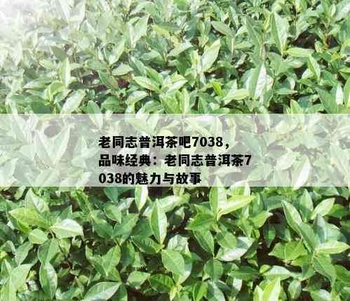 老同志普洱茶吧7038，品味经典：老同志普洱茶7038的魅力与故事