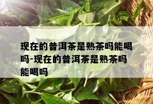 现在的普洱茶是熟茶吗能喝吗-现在的普洱茶是熟茶吗能喝吗