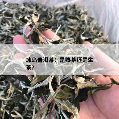 冰岛普洱茶：是熟茶还是生茶？