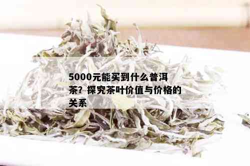 5000元能买到什么普洱茶？探究茶叶价值与价格的关系