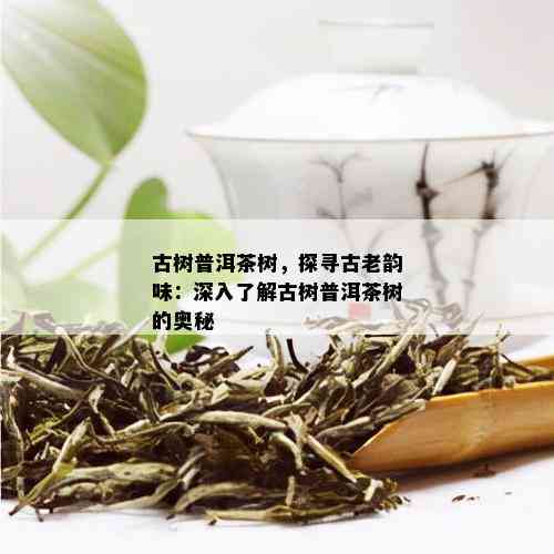 古树普洱茶树，探寻古老韵味：深入了解古树普洱茶树的奥秘