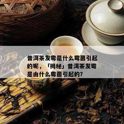 普洱茶发霉是什么霉菌引起的呢，「揭秘」普洱茶发霉是由什么霉菌引起的？