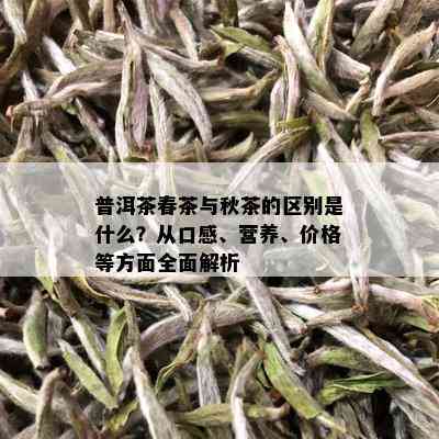 普洱茶春茶与秋茶的区别是什么？从口感、营养、价格等方面全面解析