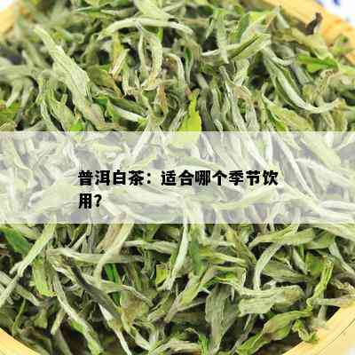 普洱白茶：适合哪个季节饮用？