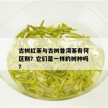 古树红茶与古树普洱茶有何区别？它们是一样的树种吗？