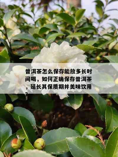 普洱茶怎么保存能放多长时间喝，如何正确保存普洱茶，延长其保质期并美味饮用？