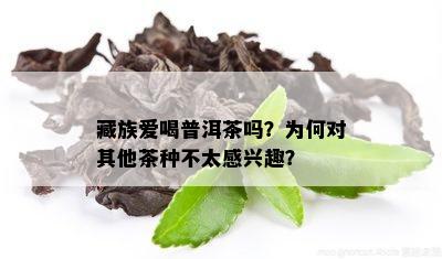 藏族爱喝普洱茶吗？为何对其他茶种不太感兴趣？