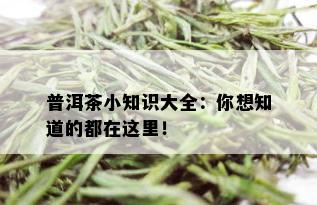 普洱茶小知识大全：你想知道的都在这里！