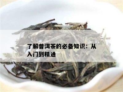 了解普洱茶的必备知识：从入门到精通