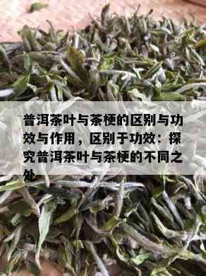 普洱茶叶与茶梗的区别与功效与作用，区别于功效：探究普洱茶叶与茶梗的不同之处