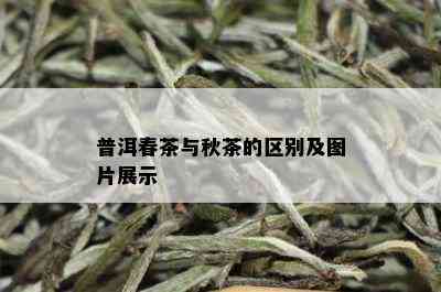 普洱春茶与秋茶的区别及图片展示