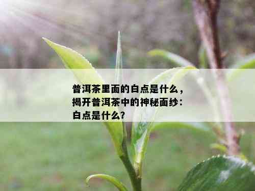 普洱茶里面的白点是什么，揭开普洱茶中的神秘面纱：白点是什么？