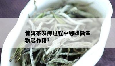 普洱茶发酵过程中哪些微生物起作用？