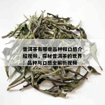 普洱茶有哪些品种和口感介绍视频，探秘普洱茶的世界：品种与口感全解析视频