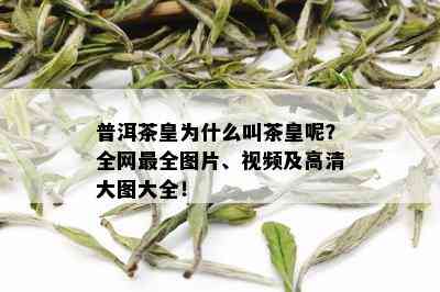 普洱茶皇为什么叫茶皇呢？全网最全图片、视频及高清大图大全！