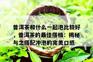 普洱茶和什么一起泡比较好，普洱茶的更佳搭档：揭秘与之搭配冲泡的完美口感