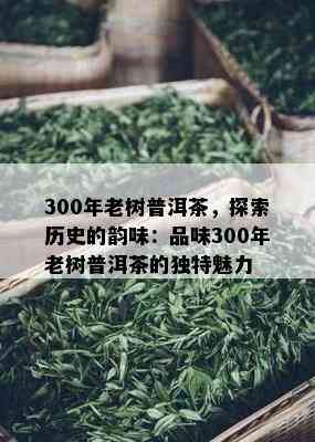 300年老树普洱茶，探索历史的韵味：品味300年老树普洱茶的独特魅力