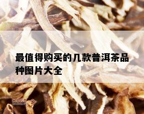 最值得购买的几款普洱茶品种图片大全